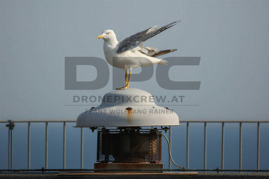 Yellow-legged Gull (Larus michahellis) | Yellow-legged Gull (Larus michahellis), a large gull species commonly found along Mediterranean coasts, rocky shorelines, harbours and coastal areas. - Realisiert mit Pictrs.com