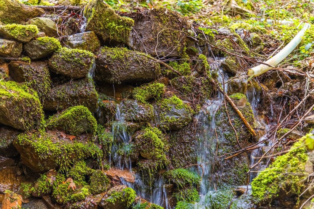 Wasser | Kleines Bächlein im WALD - Realisiert mit Pictrs.com