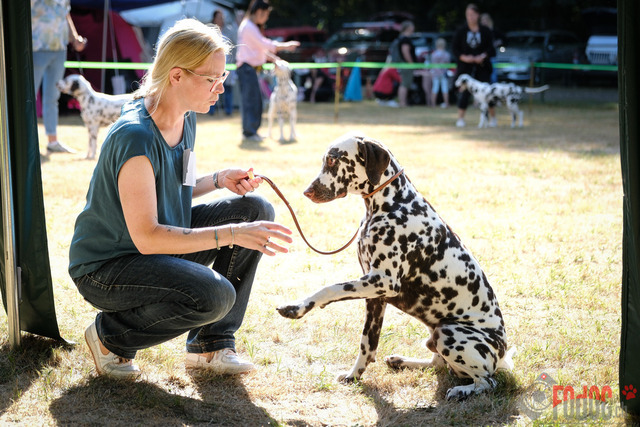 Dalmatiner DZGD CDF in Hilden | Dalmatiner, Regionalgruppenausstellung DZGD / CDF) in Hilden. Richterin Margrit Martegani.  in Hilden  04.09.2022 Foto: Leo Wyden