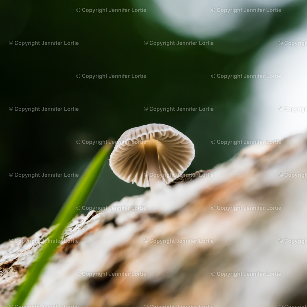 Pilz an Baumrinde | Kreative Naturaufnahmen als hochwertige Druckprodukte kaufen. - Realisiert mit Pictrs.com