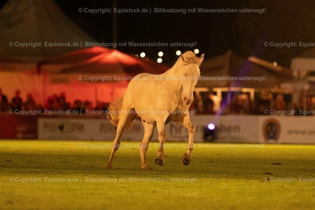 20230526_Pferdenacht_1467 | equistock