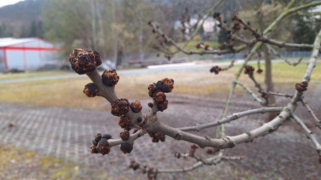 Eschenknospen | Verkauf von Fotos und  Videoclips zumThema Natur.Motive sind Pflanzen, Tiere, Landschaftenund Wetter - Realisiert mit Pictrs.com