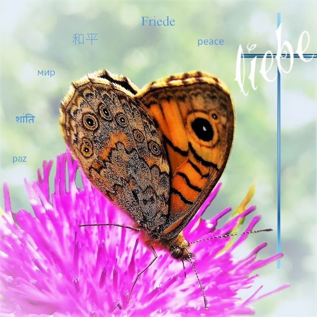 butterfly of love | Dieses „home guard picture“  ist ein  ausBESPROCHEN empfehlenswerter "Talisman"  für dein Heim. Der spezielle Moment an einem speziellen Ort festgehalten sowie das Bild in seiner Entstehung mit einem archaischen Spruch in den sechs bedeutenden Weltsprachen besprochen, machen diesen "Talisman" aus. Du wirst ihn in deinem Heim  nicht mehr missen wollen. Und manch "home guard butterfly of love" sorgt mit seinen Schwingungen auch in dem einen oder anderen Büro für eine positive Atmosphäre.
