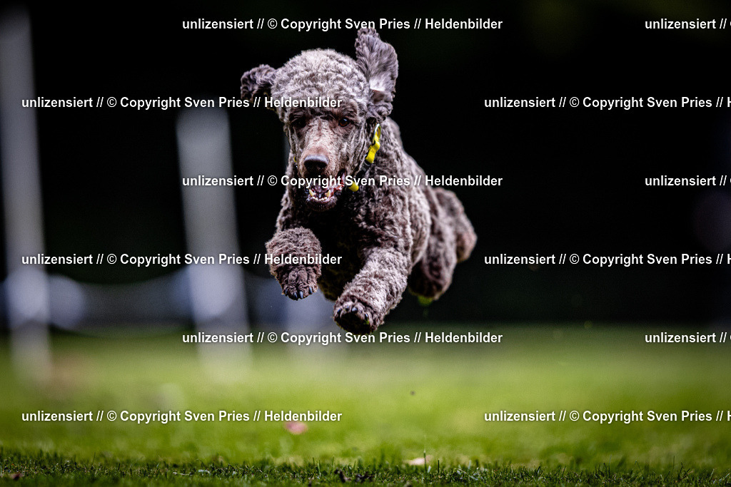 Sven Pries | 2025-10-03 - Hunderennen Obergrombach - Realisiert mit Pictrs.com