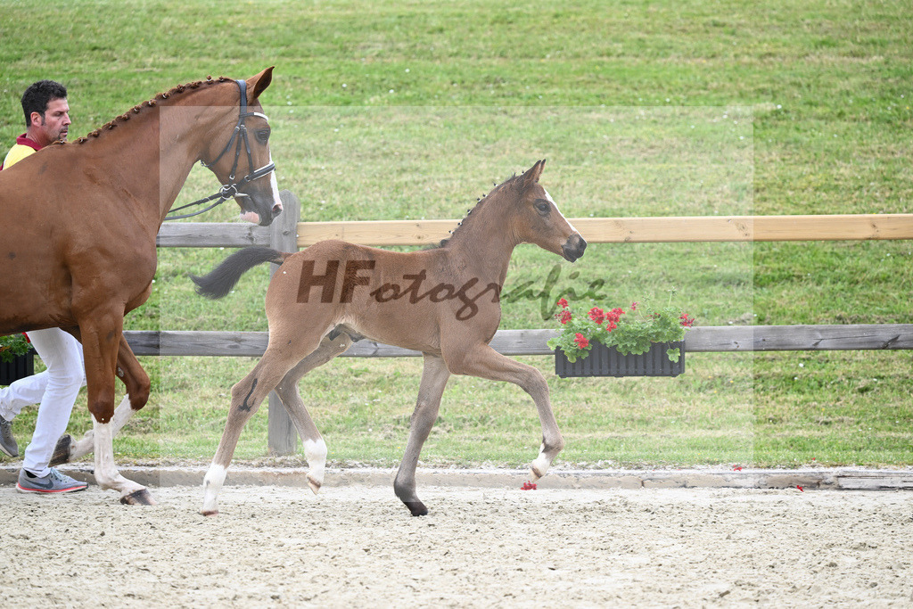 Kat-Nr. 36 HF Sanvaro_Wimmer_17231006 | hf-fotografie - Realizzato con Pictrs.com