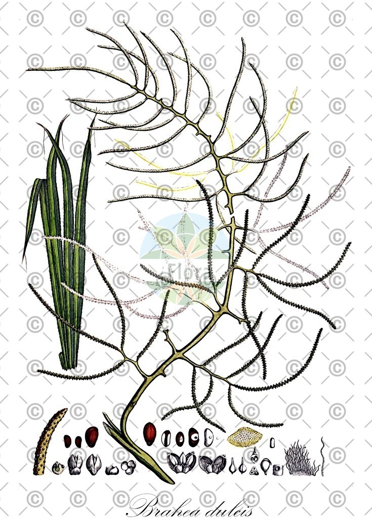 HistAbb_wfo-0001155531_1_ENZY_Simple | Historische Abbildung von Brahea dulcis - Arecaceae | Historical Illustration of Brahea dulcis - Arecaceae