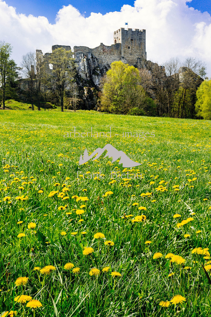 03052016-fb-1869 | Blick über Frühlingswiesen zur Burgruine Weißenstein bei Regen