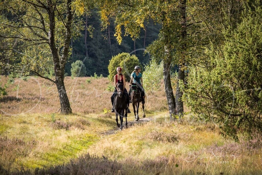 DdLH-WehlenerHeide_2025-09-20_57 | Stimmungsvolle Fotografie von Pferden, fotografische Begleitung von Veranstaltungen, Golfturnieren und Distanzritten - Realisiert mit Pictrs.com