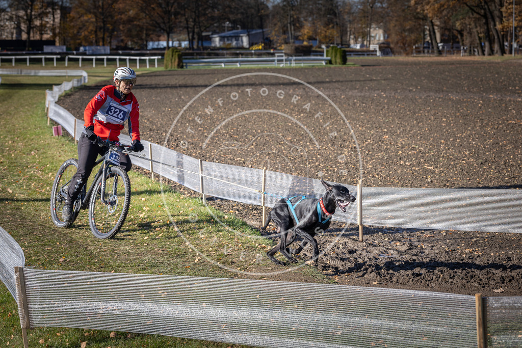 CaniXpix_DV3A6634 | Hundefotografie, Tierfotograf, Pfotenfotografie, Fotoshooting Hund, Hunde Portrait, Hundesport, Hundeportraits, Heideshooting, Hunde, Sportfotograf, Hundefotograf, Turnierhundsport, THS,  - Realisiert mit Pictrs.com