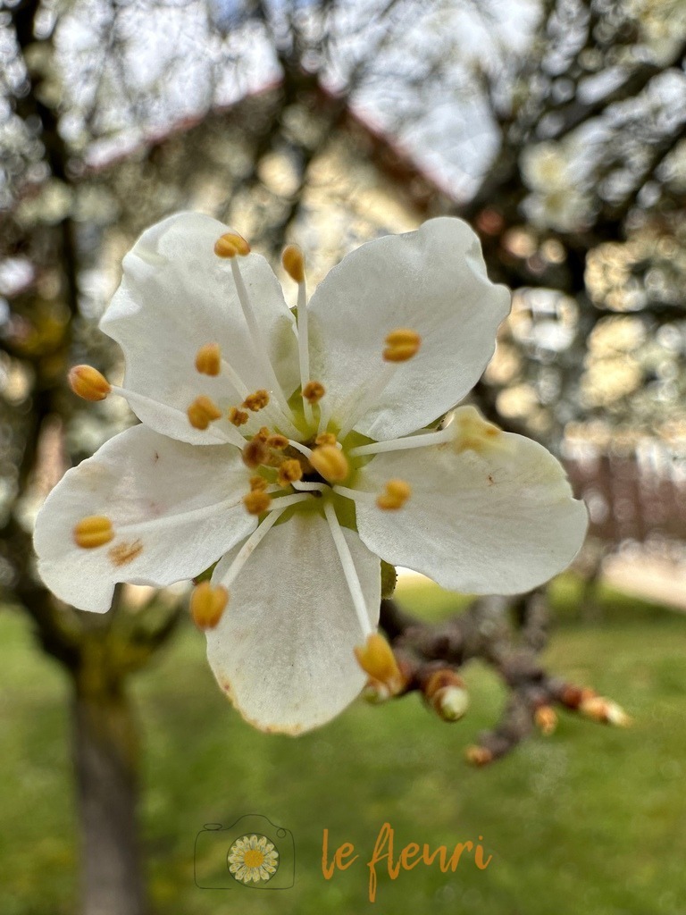 CECB4953-2BCE-4674-BED5-9967D428E74F | Dies ist der Shop von Florian Blum - le fleuri. Langenthal, Bern, Schweiz. Sie können hier meine oder ihre eigenen Fotos als Fotoprodukte kaufen. Tassen, Schlüsselanhänger, Taschen etc. können Sie hier gestalten.  - Realisiert mit Pictrs.com