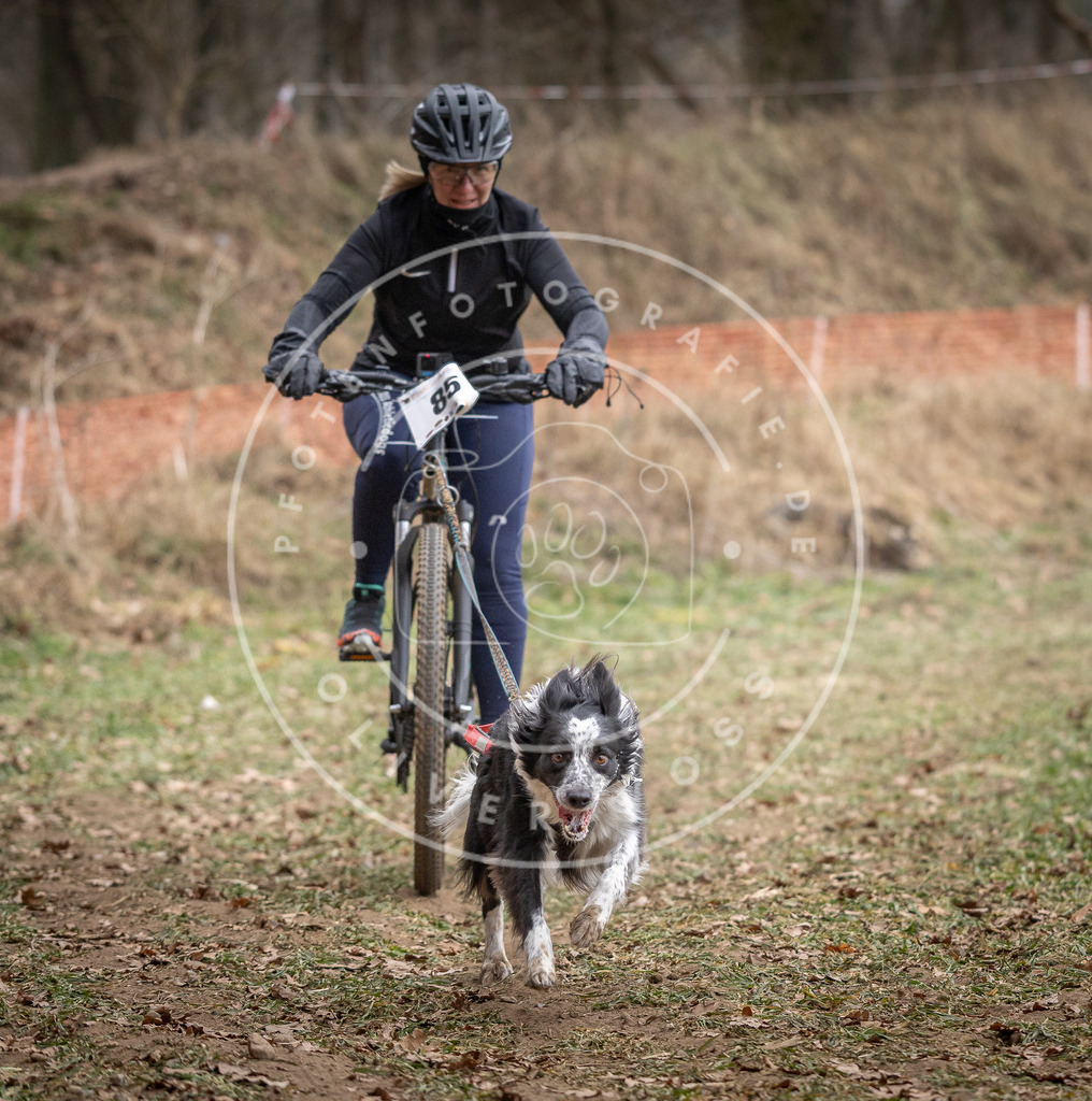 Pfotenfotografie_DV3A5831 | Hundefotografie, Tierfotograf, Pfotenfotografie, Fotoshooting Hund, Hunde Portrait, Hundesport, Hundeportraits, Heideshooting, Hunde, Sportfotograf, Hundefotograf, Turnierhundsport, THS,  - Realisiert mit Pictrs.com