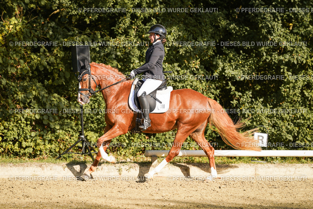 DSC06265 | Pferdegrafie