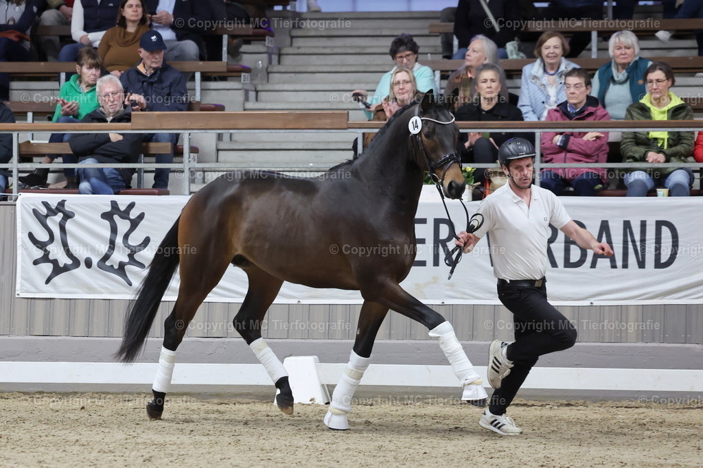 Hengstsch.u.Körung 28.02.-01.03.26Muenster-DancefloorMCTierf.9C8A6433B | Pferdefotos online bestellen - Realisiert mit Pictrs.com