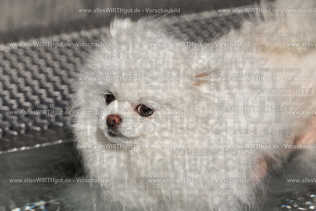 Hundeschwimmen_Volksbad_2026-allesWIRTHgut_Tierfotografie-2609061253-FAY06608 | Professionelle Tierfotografie in Mönchengladbach von Daniel Wirth (allesWIRTHgut). Liebevolle & natürliche Bilder von Hunden & Katzen für unvergessliche Erinnerungen.