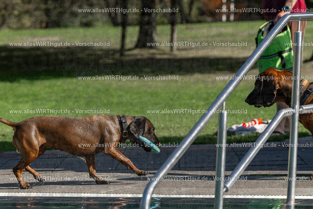 Hundeschwimmen_Volksbad_2026-allesWIRTHgut_Tierfotografie-2609061606-FAY07355 | Professionelle Tierfotografie in Mönchengladbach von Daniel Wirth (allesWIRTHgut). Liebevolle & natürliche Bilder von Hunden & Katzen für unvergessliche Erinnerungen.
