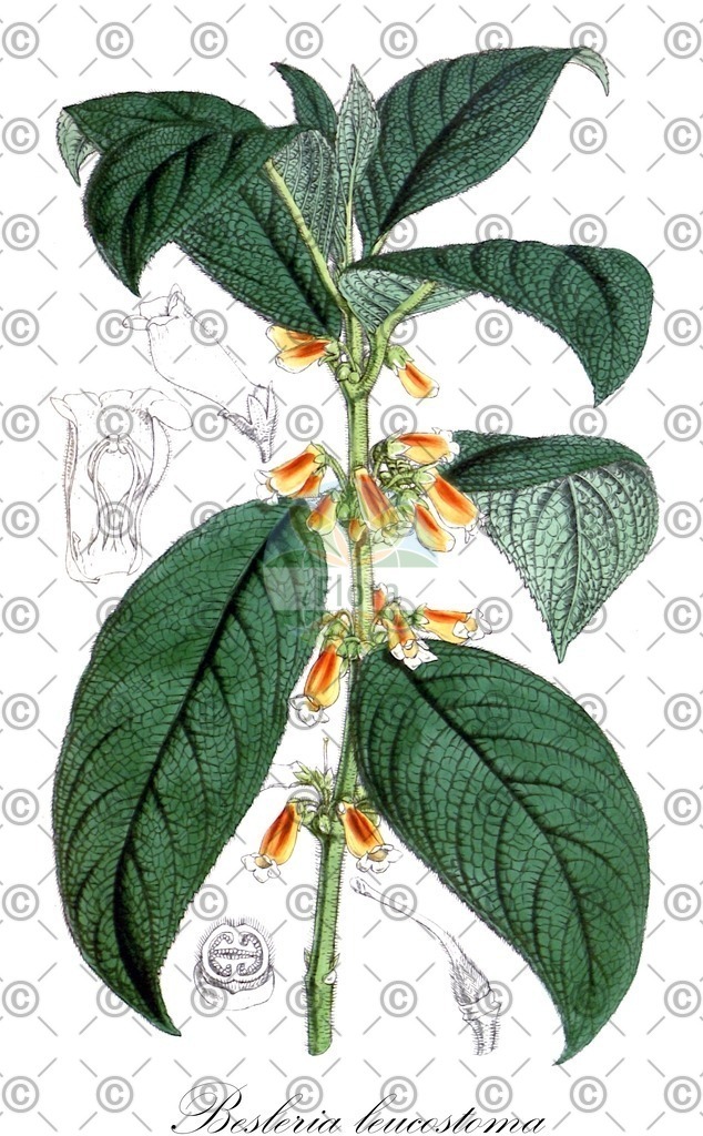 HistAbb_wfo-0000761575_1_ENZY_Simple | Historische Abbildung von Besleria leucostoma - Gesneriaceae | Historical Illustration of Besleria leucostoma - Gesneriaceae