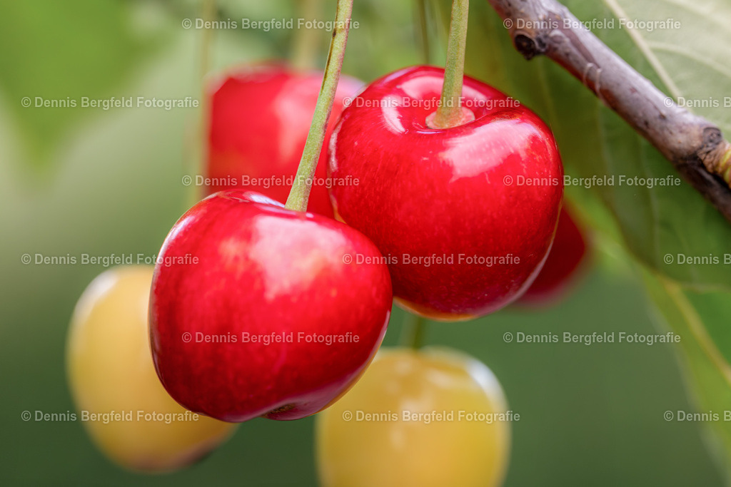 Kirschen | Entdecken Sie Natur, Makro und Tierfotografie von Dennis Bergfeld.Besondere Momente und Details der Natur, hochwertig als Foto und Wandbild erhältlich. - Realisiert mit Pictrs.com