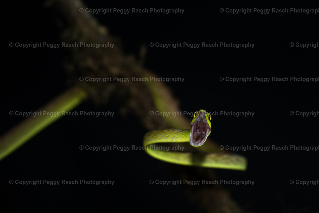 Schlange (6) | PeggyRaschPhotography - Realisiert mit Pictrs.com