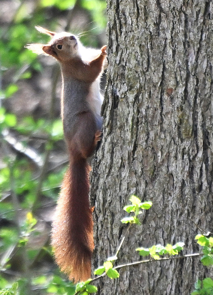 Eichhörnchen02h | lucisnaturbilder - Realisiert mit Pictrs.com