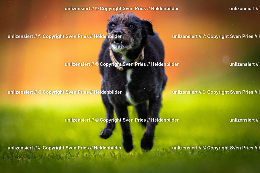 Sven Pries | 2025-09-21 - Hunderennen Baden-Oos - Realisiert mit Pictrs.com