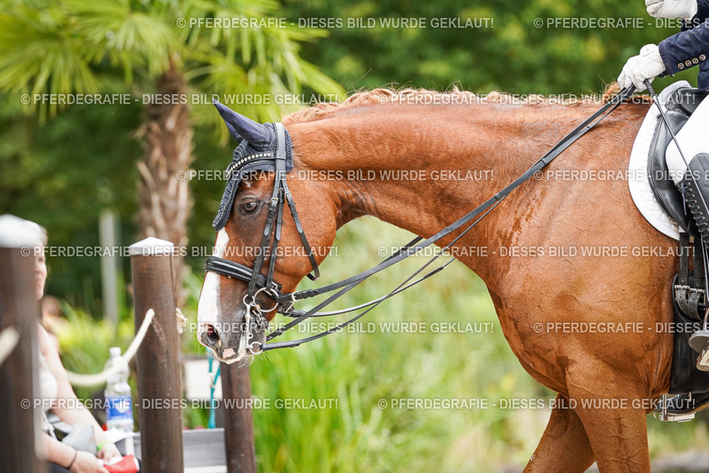 DSC07025 | Pferdegrafie