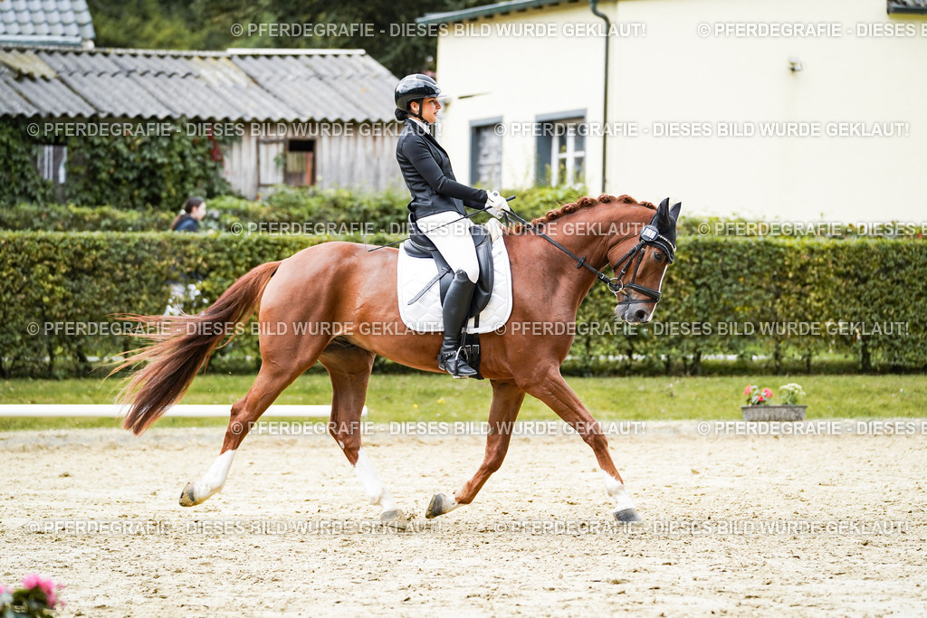 DSC08030 | Pferdegrafie