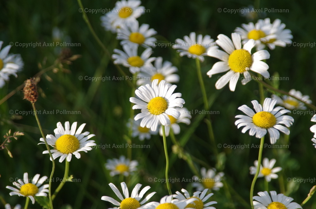 IMGP0105 | fotografiert von Axel PollmannLeonhardi Wallfahrt Benediktbeuern und Murnau, Fronleichnam, Fasching, Landschaft im Loisachtal und Benediktbeuern  - Realisiert mit Pictrs.com