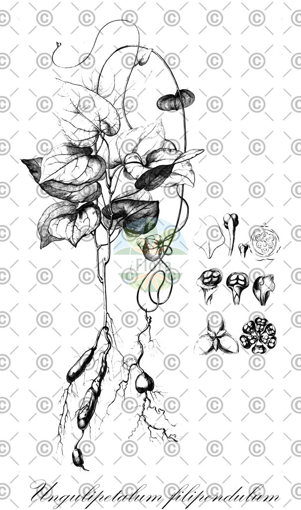 HistAbb_wfo-0000100234_1_ENZY_Simple | Historische Abbildung von Ungulipetalum filipendulum - Menispermaceae | Historical Illustration of Ungulipetalum filipendulum - Menispermaceae