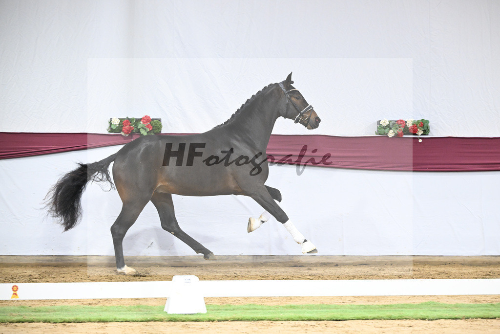 Kat-Nr. 67 Extra Gold x Showmaker_Matthias Schlamminger GmbH_47252555 | hf-fotografie - Realisiert mit Pictrs.com