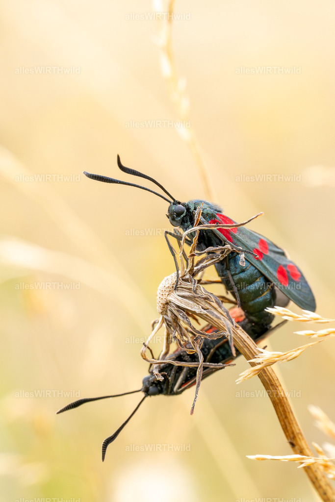FAY09864 | Entdecke die faszinierende Welt der Natur- und Wildlife-Fotografie von Daniel und Bärbel. Inspirierende Bilder von wilden Tieren und kleinen Naturwundern.