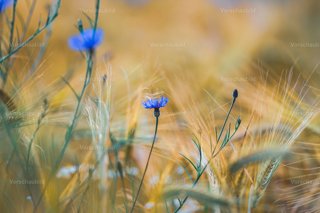 Fotoatelier Christian Hofmeister | Stadtlandschaften, sowie Makro-, Landschafts-, Natur- und Schwarzweißfotos aus der Region Celle &amp; Umgebung