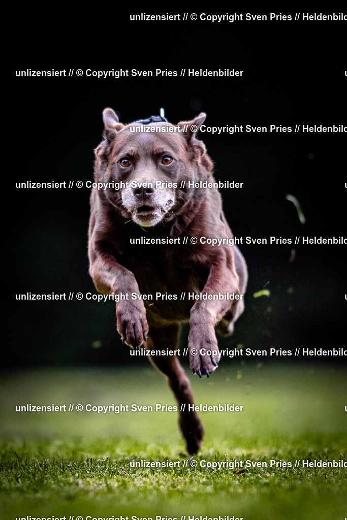 Sven Pries | 2025-10-03 - Hunderennen Obergrombach - Realisiert mit Pictrs.com