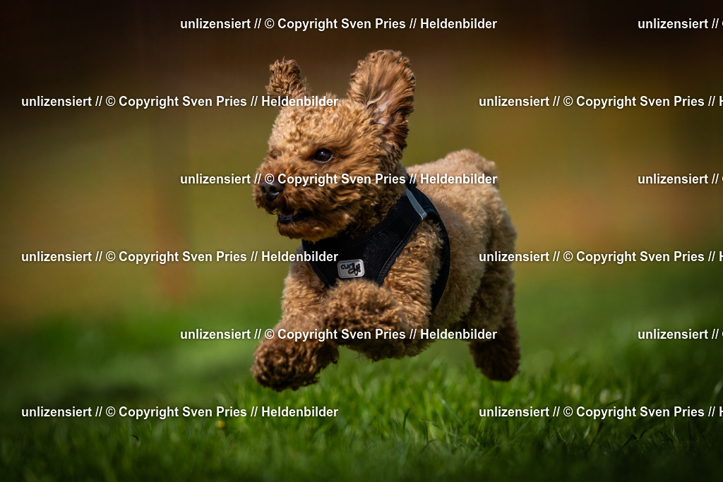 Sven Pries | 2025-04-13 - Hunderennen Baden-Baden - Realisiert mit Pictrs.com