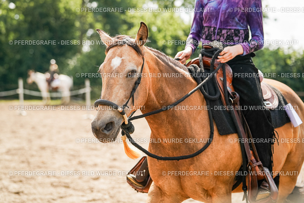 DSC04901 | Pferdegrafie