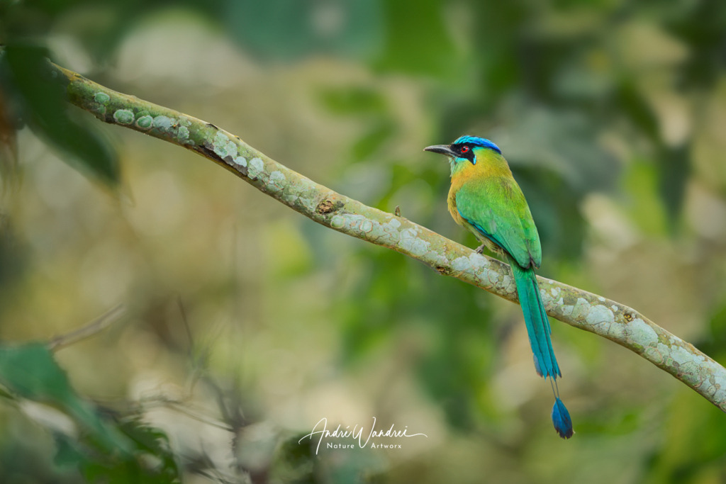 Farbenfroher Barde | Andre Wandrei - Nature Artworx - Realisiert mit Pictrs.com