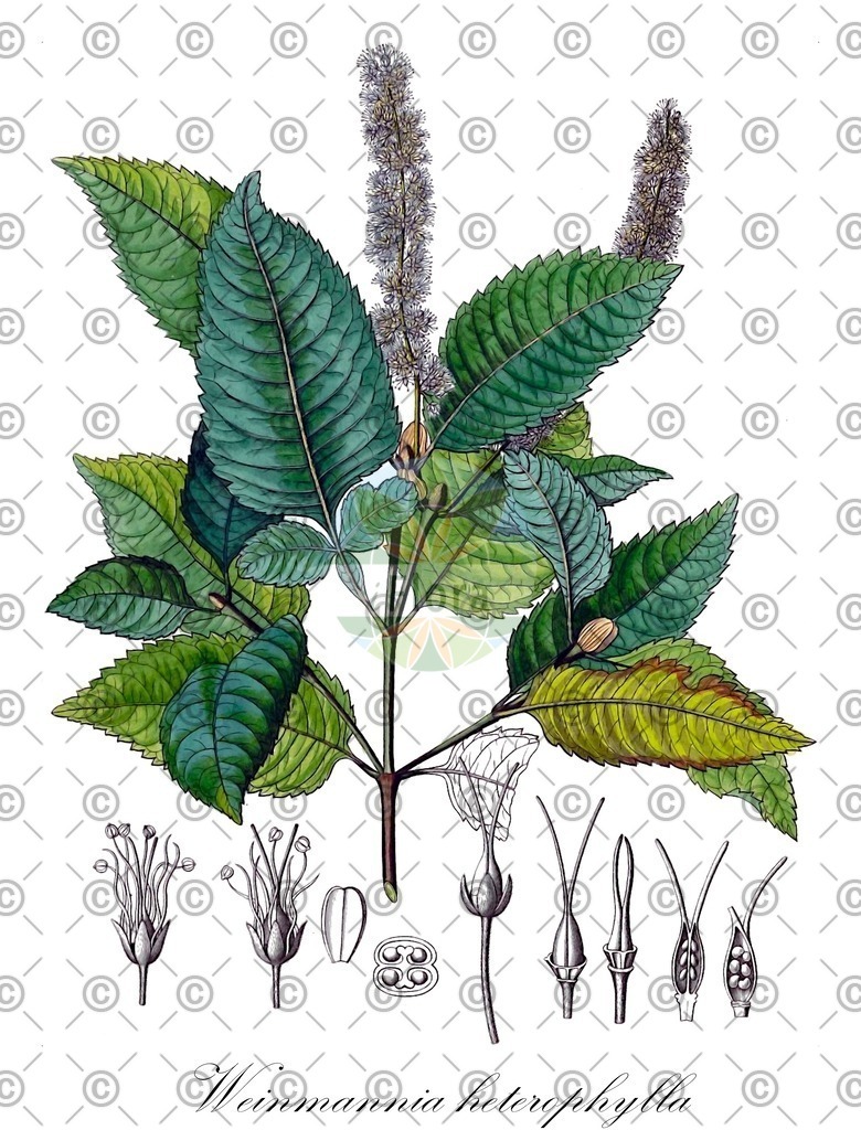 HistAbb_wfo-0001215503_1_ENZY_Simple | Historische Abbildung von Weinmannia heterophylla - Cunoniaceae | Historical Illustration of Weinmannia heterophylla - Cunoniaceae