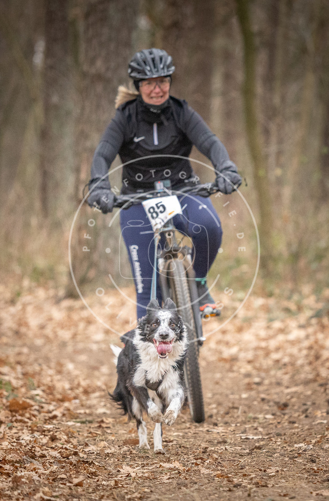 Pfotenfotografie_DV3A6240 | Hundefotografie, Tierfotograf, Pfotenfotografie, Fotoshooting Hund, Hunde Portrait, Hundesport, Hundeportraits, Heideshooting, Hunde, Sportfotograf, Hundefotograf, Turnierhundsport, THS,  - Realisiert mit Pictrs.com