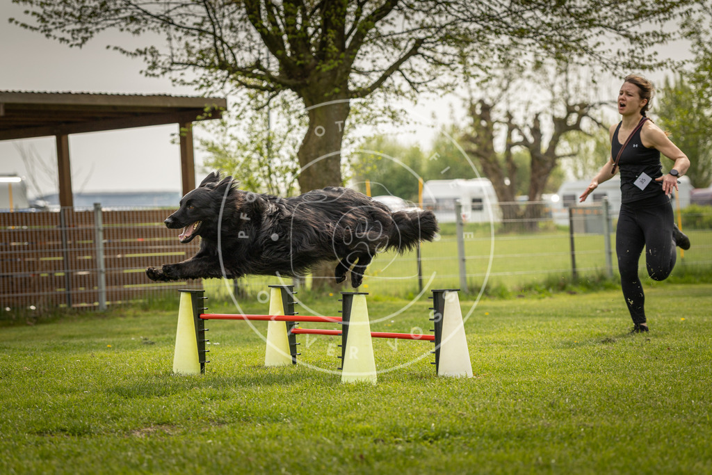 Pfotenfotografie_DV3A6397 | Hundefotografie, Tierfotograf, Pfotenfotografie, Fotoshooting Hund, Hunde Portrait, Hundesport, Hundeportraits, Heideshooting, Hunde, Sportfotograf, Hundefotograf, Turnierhundsport, THS,  - Realisiert mit Pictrs.com