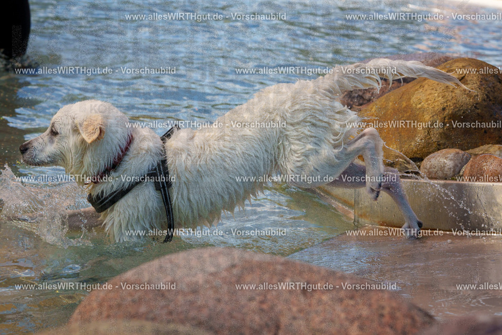 Hundeschwimmen_Grefrath_2026-allesWIRTHgut_Tierfotografie-13_11-FAY00540 | Professionelle Tierfotografie in Mönchengladbach von Daniel Wirth (allesWIRTHgut). Liebevolle & natürliche Bilder von Hunden & Katzen für unvergessliche Erinnerungen.