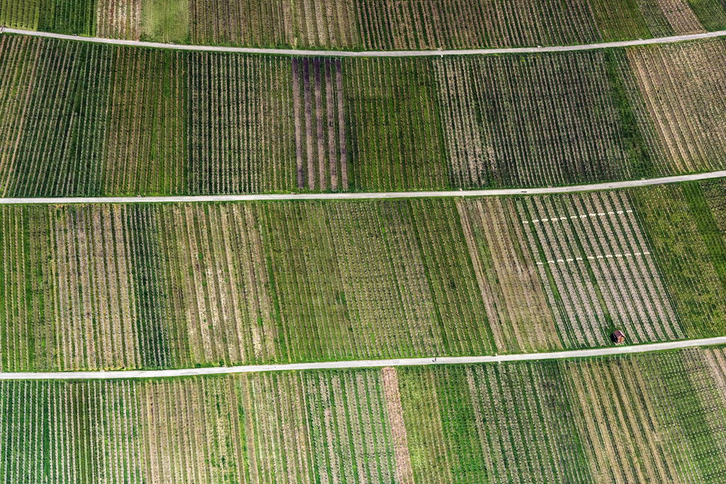 dr__0011960.jpg | METZINGEN 10.05.2017 Felder einer Weinbergs- Landschaft der Winzer- Gebiete in Metzingen im Bundesland Baden-Württemberg, Deutschland. // Fields of wine cultivation landscape in Metzingen in the state Baden-Wuerttemberg, Germany. Foto: Daniel Reiter