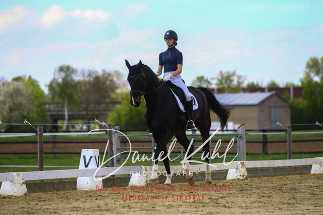 DKP43133 | Turniersportfotografie; Pferdefotografie; Dressurfotografie