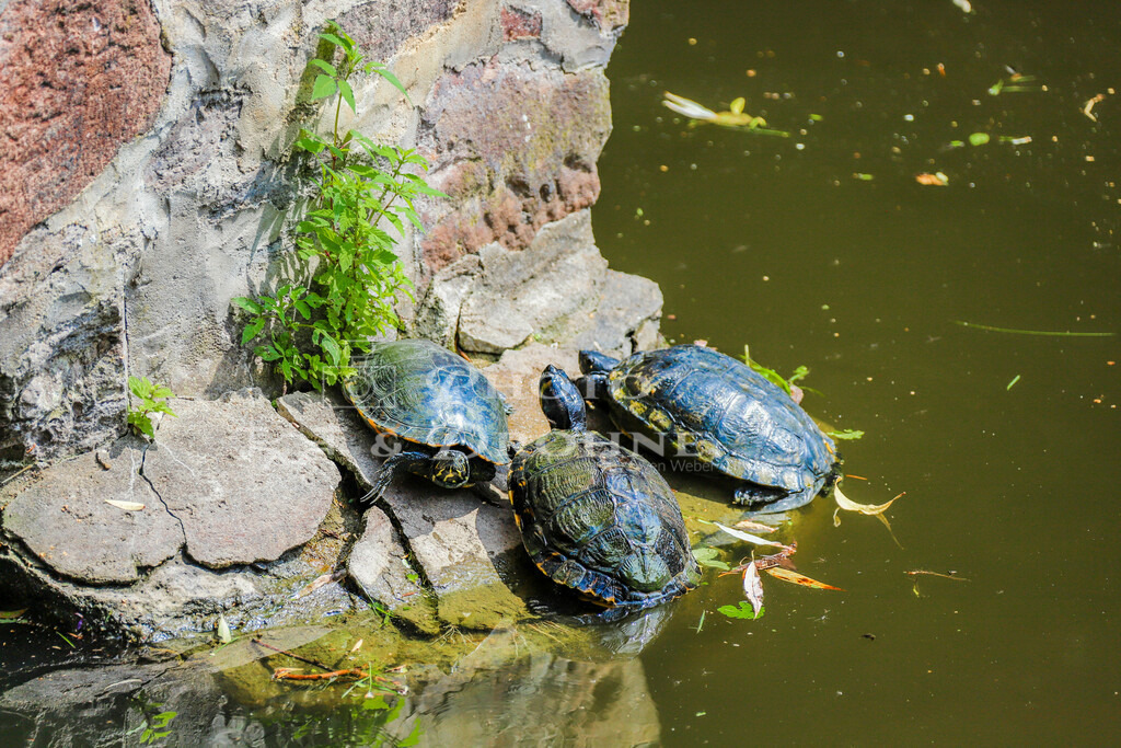 Schildkröten Aschaffenburg-1727 | Schildkröten in Kühruhgraben in Aschaffenburg in Bayern. Wasserschildkröten nehmen ein Sonnenbad am Rand eines Teichs. - Realisiert mit Pictrs.com