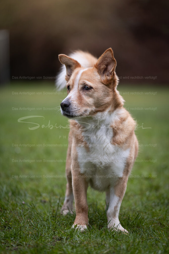 Hund-01_14.03.2026_DSCF6698 | People- und Tierfotografie, Imageaufnahmen, Veranstaltungsfotografie und Wandbilder aus der Natur ★ Made in Germany ✔️ Druck + Downloads ✔️ Naturfotografie in Top Qualität ★ schneller Versand, weltweite Lieferung! - Realisiert mit Pictrs.com