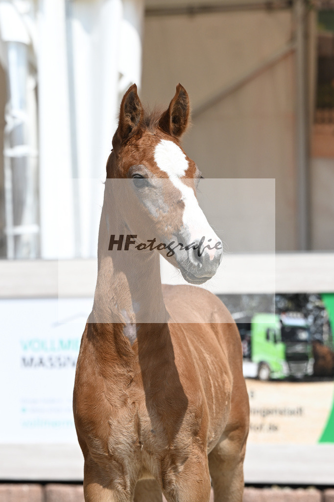 Arezzo Man x Zinedream_HF_Lohmiller_12250381 | hf-fotografie - Realisiert mit Pictrs.com