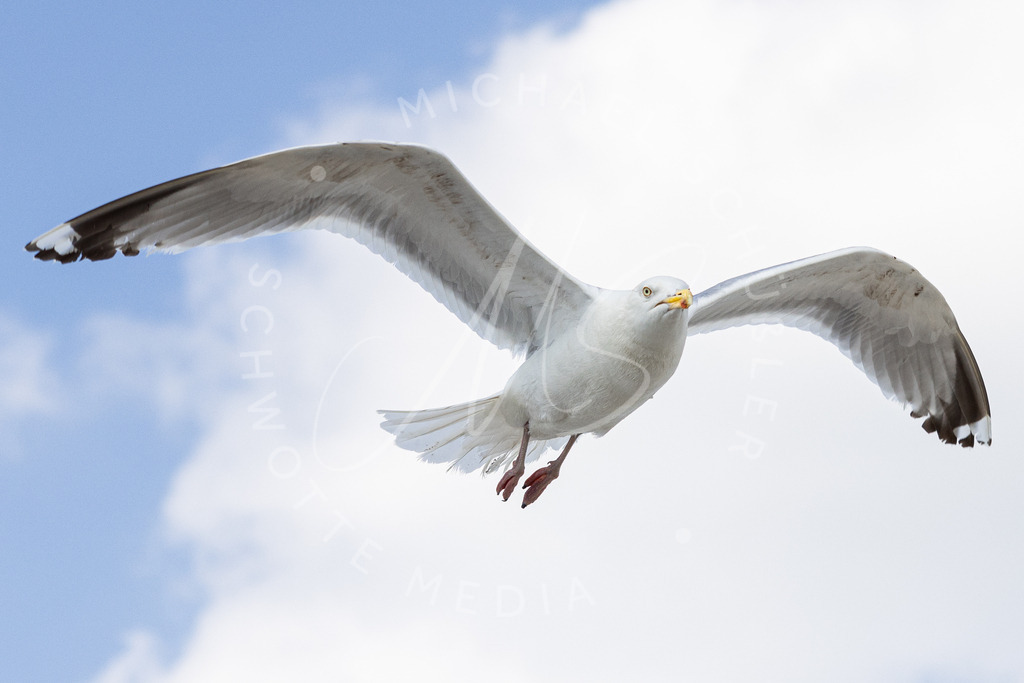 2021-07-24 Strand Duenen Moewen SPO - 015 | Silbermöwe - Realisiert mit Pictrs.com