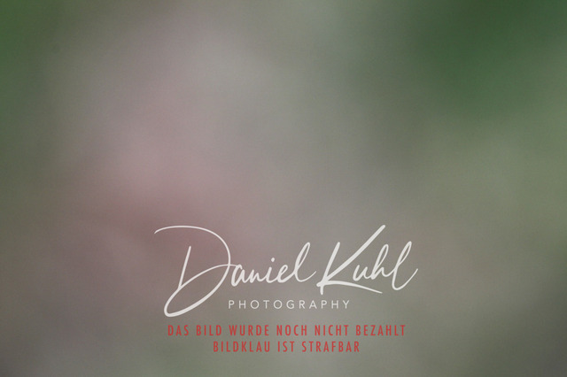 DKP40068 | Turniersportfotografie; Pferdefotografie; Dressurfotografie