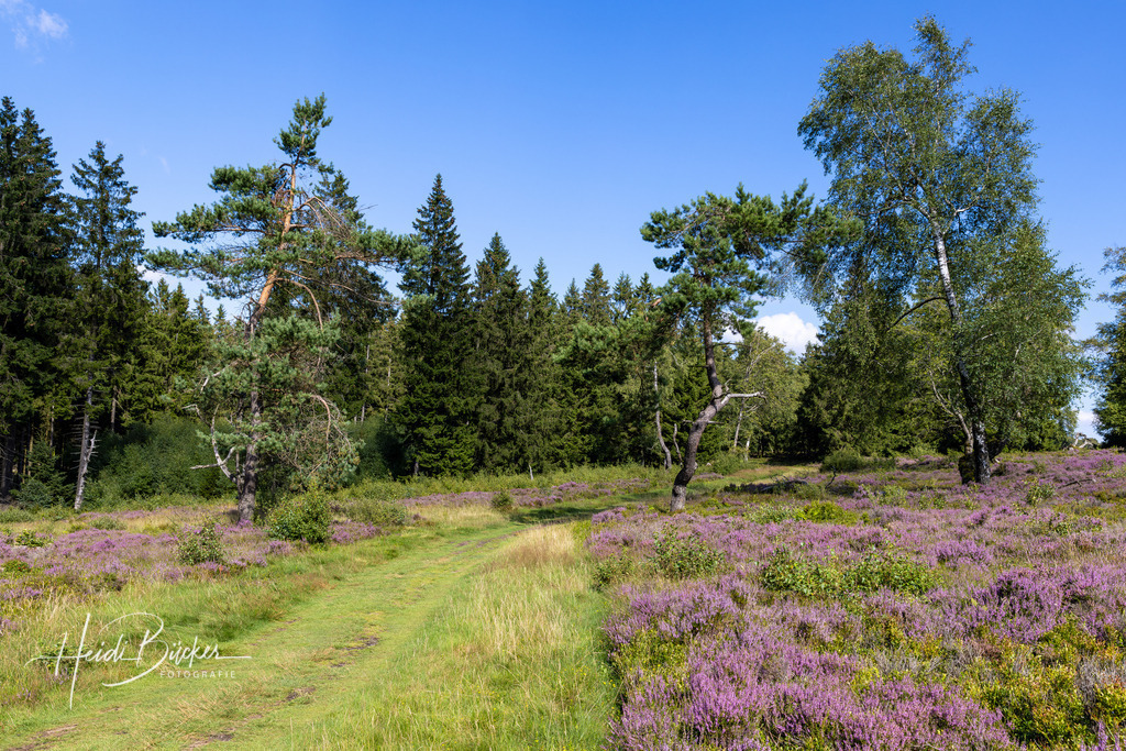 Blühende Niedersfelder Hochheide | Blühende Niedersfelder Hochheide - Realisiert mit Pictrs.com