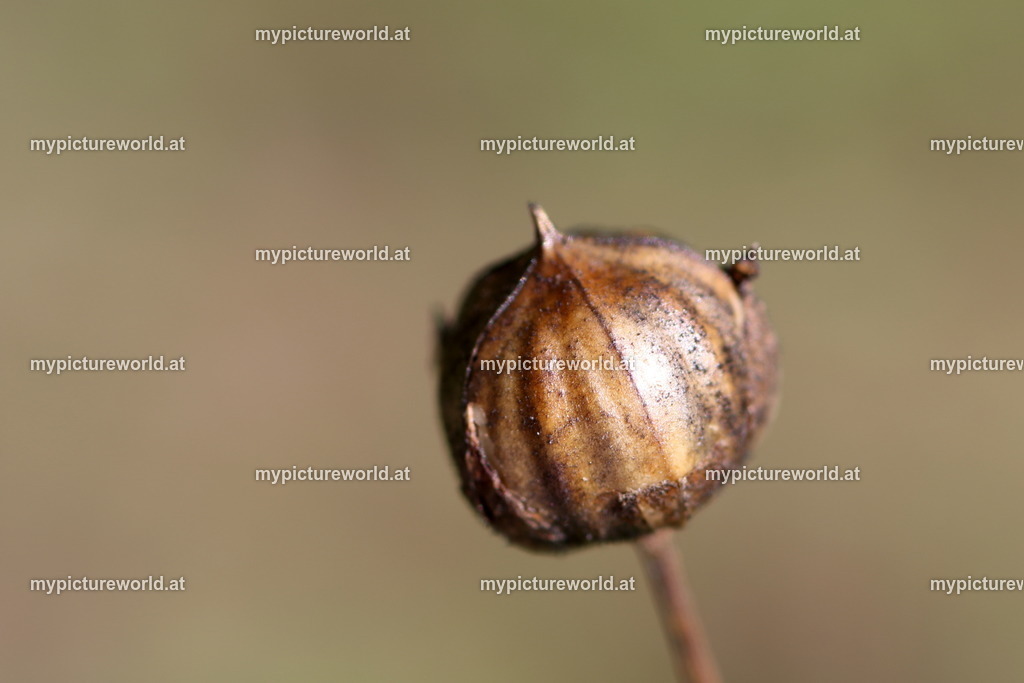 Gemeiner Lein-001 | Das Bilderarchiv über Tiere, Planzen und Landschaften. In der Bilddatenbank finden Sie ein große Auswahl an hochwertigen Bilder für Ihre Werbung - Realisiert mit Pictrs.com