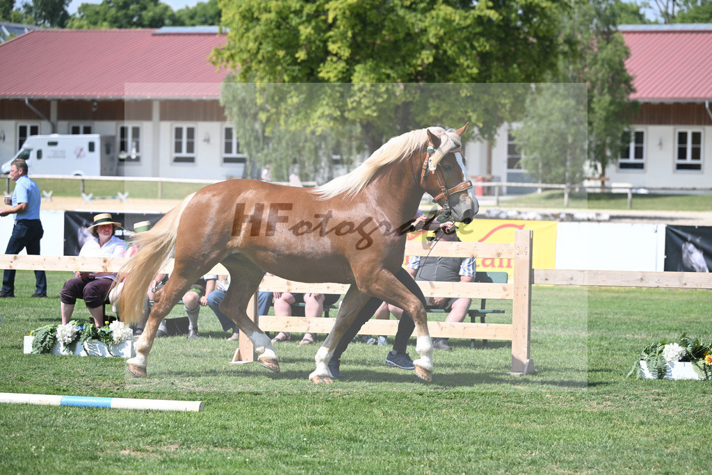 Kat-Nr. 26 Coco_Lichtenegger_20230419 | hf-fotografie - Realisiert mit Pictrs.com