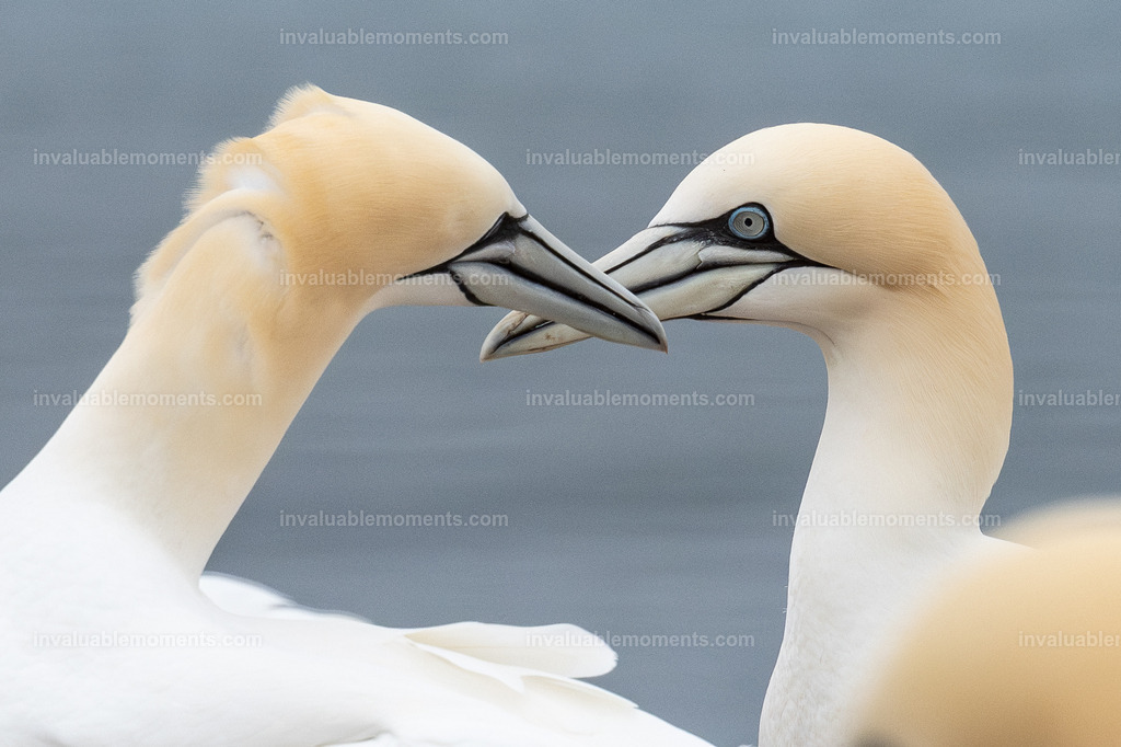 DSC_7225-Verbessert-RR | invaluablemoments.com - Realisiert mit Pictrs.com